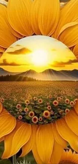 Sunflower field at sunset in mobile wallpaper.