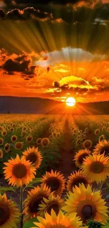 Stunning sunset over a sunflower field.