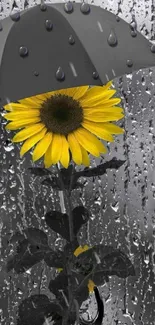 Sunflower with an umbrella in rainy backdrop.