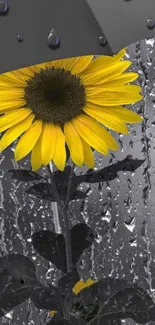 Yellow sunflower under a gray umbrella in the rain.