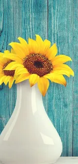 Sunflowers in white vase on blue wood background.