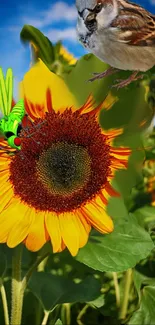 Vibrant sunflower with sparrow and bug on a clear day.