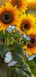 Sunflowers with blue butterflies in a sunset scene.