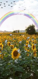 Bright sunflowers under a rainbow in a scenic natural field setting.