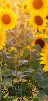 Sunflower field with Merry Christmas greeting, perfect for a festive wallpaper.