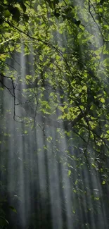 Lush green leaves with sunlight streaming through, creating serene natural patterns.