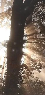 Sunlight filtering through forest trees, creating a mystical and serene atmosphere.