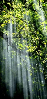 Sunlight streaming through forest leaves creating a serene, natural scene.