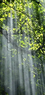 Sunlight streaming through green forest leaves, creating a serene atmosphere.