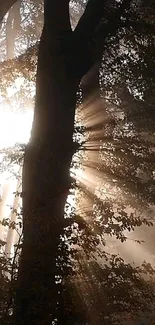 Sunlight streaming through trees in a serene forest scene.