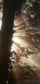 Sunlight filtering through forest trees, creating a peaceful natural scene.