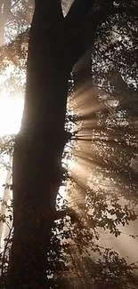 Sunlight streaming through forest trees creating shadows.