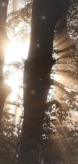 Sunlight streaming through forest trees, creating rays and a calming atmosphere.