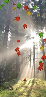 Sunlight streaming through trees in a serene green forest.