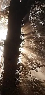 Sunlight streaming through forest trees creating beautiful rays.