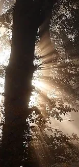 Sunlight streaming through forest trees in a serene nature scene.