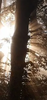 Sunlight streaming through forest trees, creating a peaceful nature scene.