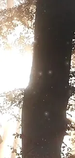 Sunlight streams through a forest, casting shadows on tree trunks.