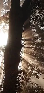 Sunlight streaming through forest trees casting shadows.