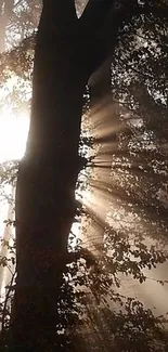 Sunlight streaming through trees in a serene forest setting.