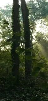 Sunlight streams through a lush green forest.