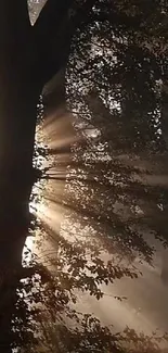 Sunlight filtering through forest trees with gentle light rays.