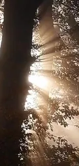 Sunlight streaming through forest trees casting serene light.