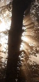 Sunlight beams piercing through forest trees creating a mystical ambiance.