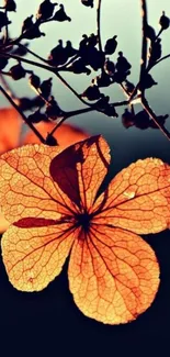 Sunlit autumn flower with dark backdrop.