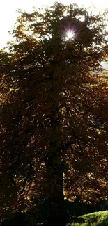 Sunlit autumn tree with brown leaves and bright sunlight.