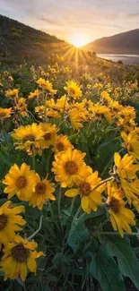 Sunlit meadow with yellow flowers under a rising sun.