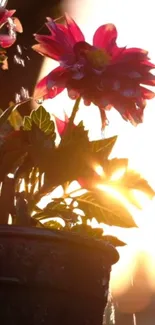 Sunlit flower bloom in a garden pot with warm lighting.