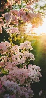 Sunlit cherry blossoms in tranquil garden with warm sunlight