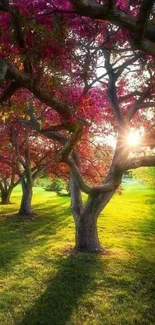 Sunlit blossom trees with pink flowers and lush green grass.