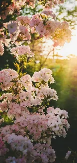 Sunlit blossoms with green foliage in serene wallpaper.