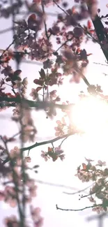 Sunlight filtering through cherry blossoms on a tree branch.