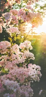 Cherry blossoms illuminated by sunlight, creating a serene natural scene.