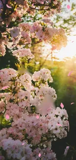 Sunlit cherry blossoms with pink petals in a serene nature setting.