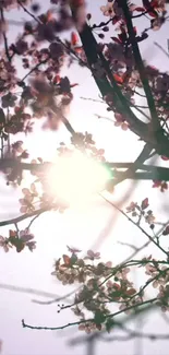 Cherry blossoms with sunlit branches in a serene nature setting.