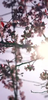 Sunlit cherry blossoms and branches with a soft lavender sky.