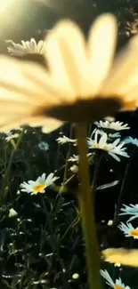 Sunlit daisies with green background, perfect for a serene mobile wallpaper.