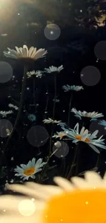 Sunlit daisy blooms against a dark green background.