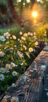 Sunlit daisies by a wooden fence with a glowing sunset.