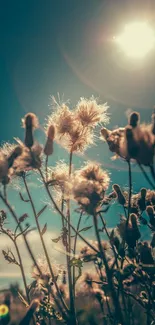 Dandelions lit by sun against a blue sky, creating a serene nature scene.