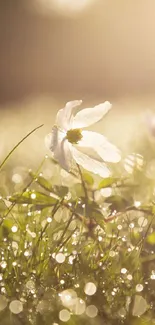 Sunlit white flowers with dew in the morning light create a serene wallpaper scene.