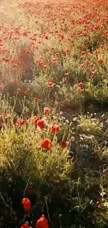 Sunlit field with red poppies and greenery, creating a serene landscape.