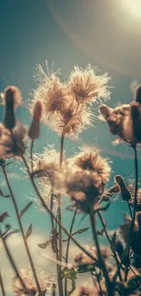 Sunlit flowers against a bright blue sky background, creating a serene atmosphere.