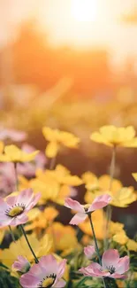 Sunlit flowers with yellow and pink petals in a warm field.