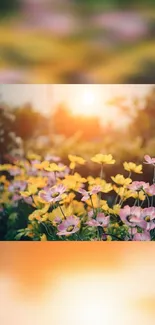 Sunlit flowers with pink and yellow petals under an orange sunset.