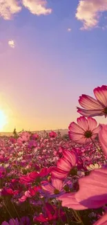 Sunset over pink flower field, golden sky.